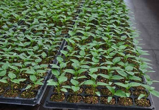 Healthy seedlings in nursery trays